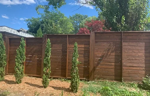 Brown wood fence panels behind a row of young evergreen trees